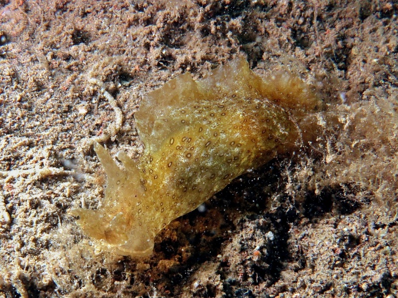 Aplysia argus