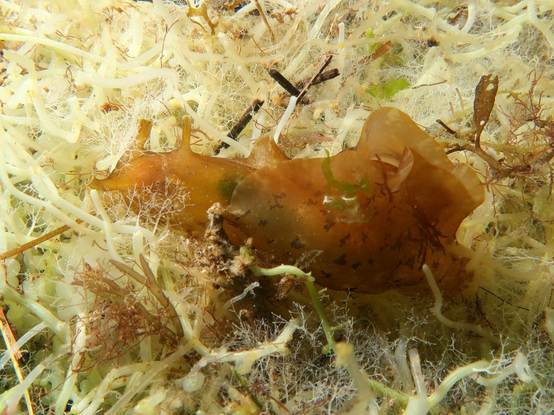 Aplysia juliana