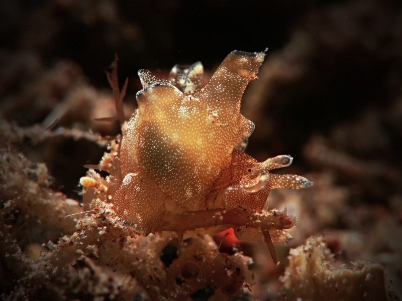 Aplysia nigrocincta variation