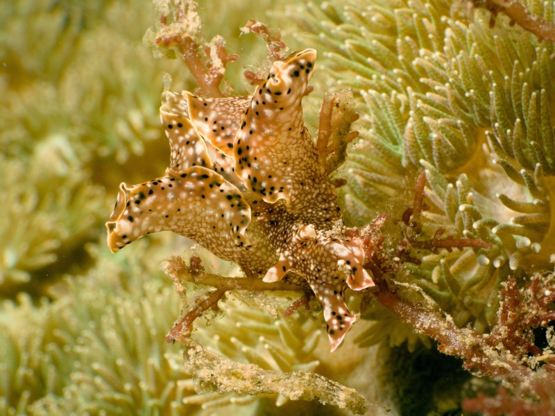 Aplysia reticulata