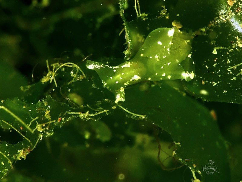 Aplysia sp