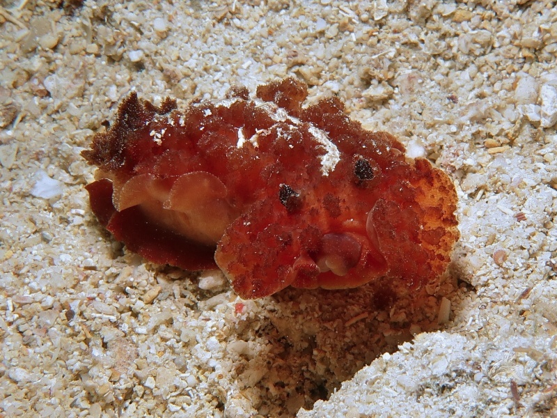 Atagema intecta