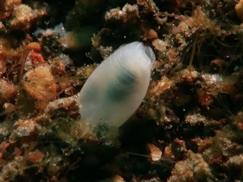 Atys sp. 16