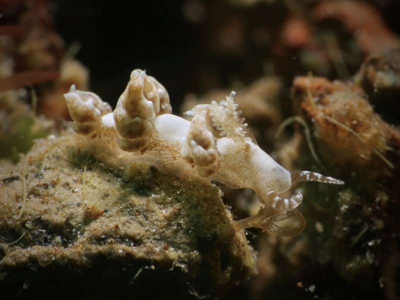 Baeolidia variabilis