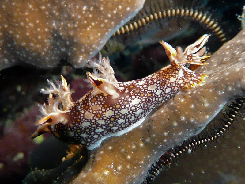 Bornella anguilla