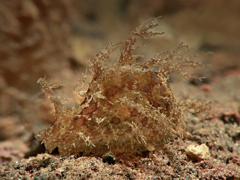 Busatella ocelligera