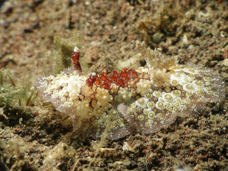 Carminodoris estrelyado