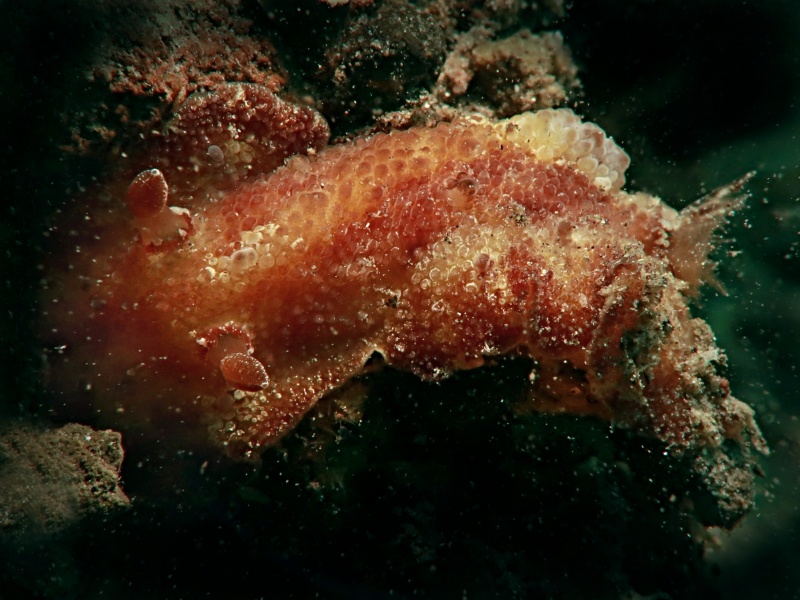 Carminodoris sp. 1