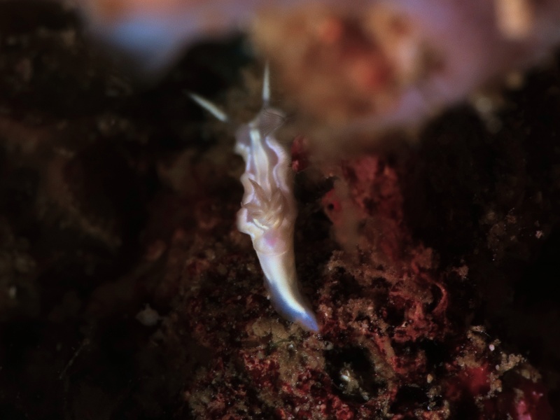 Ceratosoma sp. 1