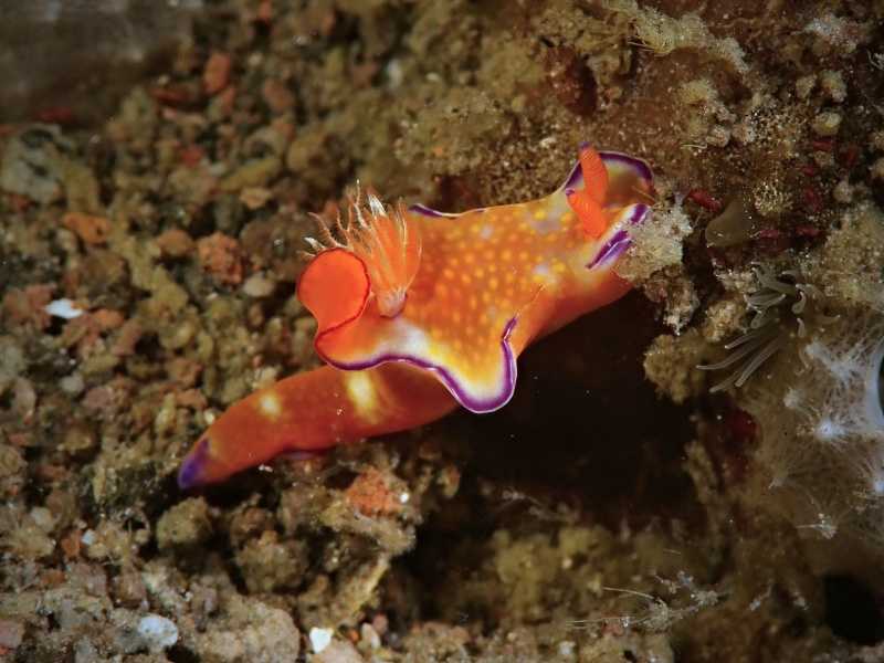 Ceratosoma trilobatum