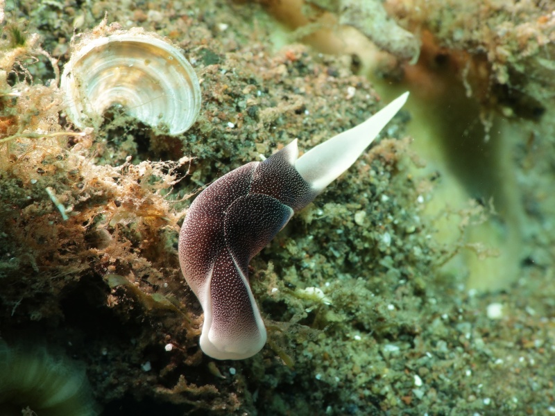 Chelidonura amoena