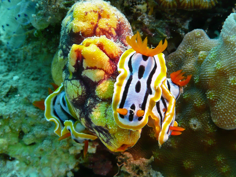 Chromodoris annae