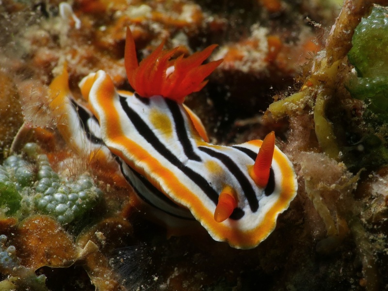 Chromodoris colemani