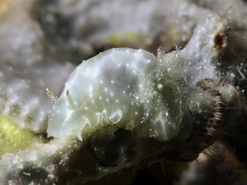 Chromodoris kalawakan
