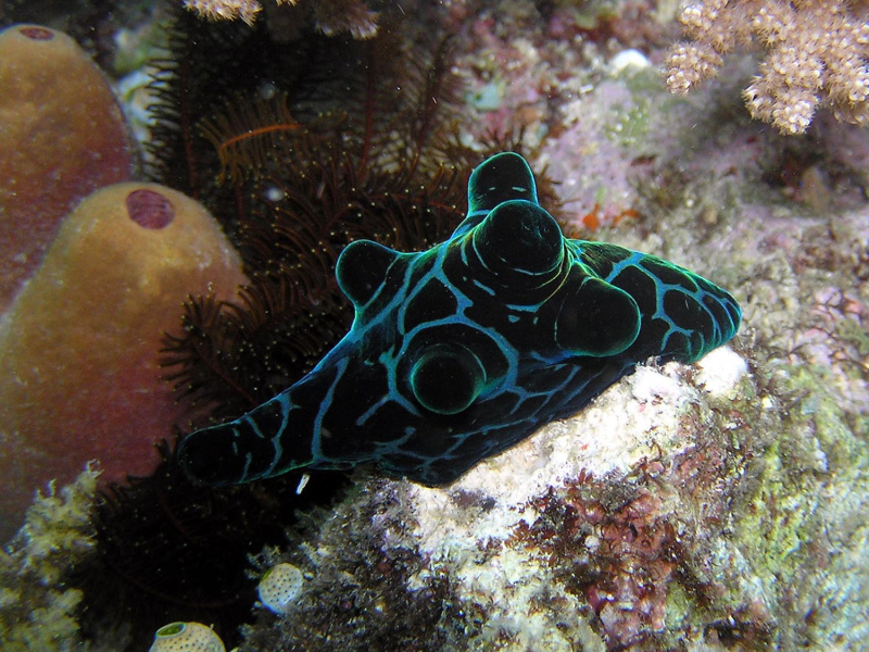 Coriocella nigra