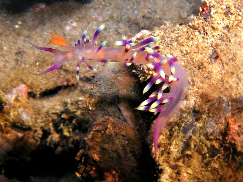 Coryphellina exoptata