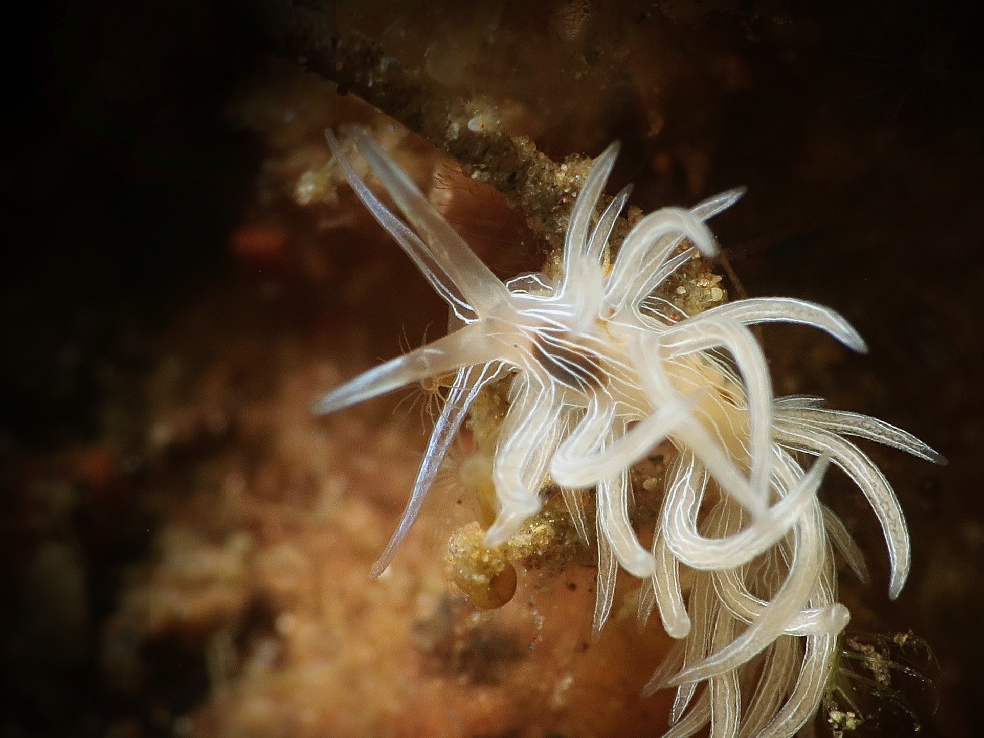 Cratena cf lineata