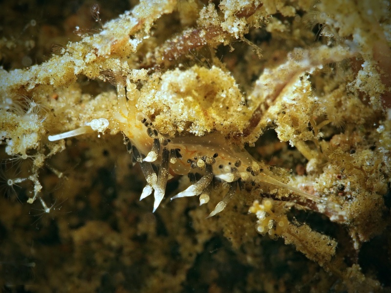 Cratena sp. 5