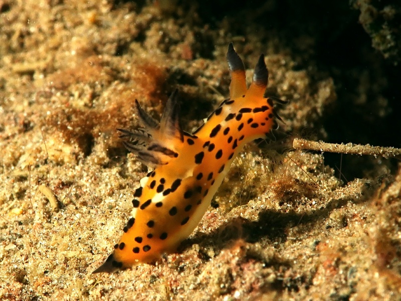 Crimora lutea