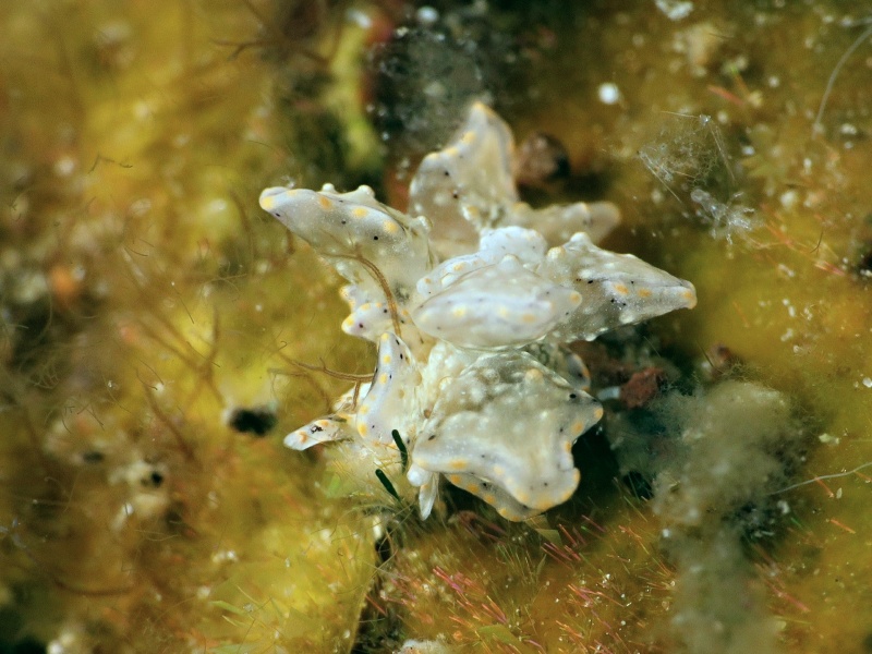 Cyerce bourbonica