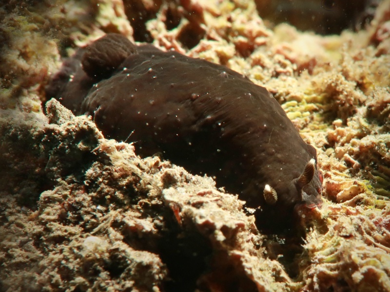Dendrodoris nigra