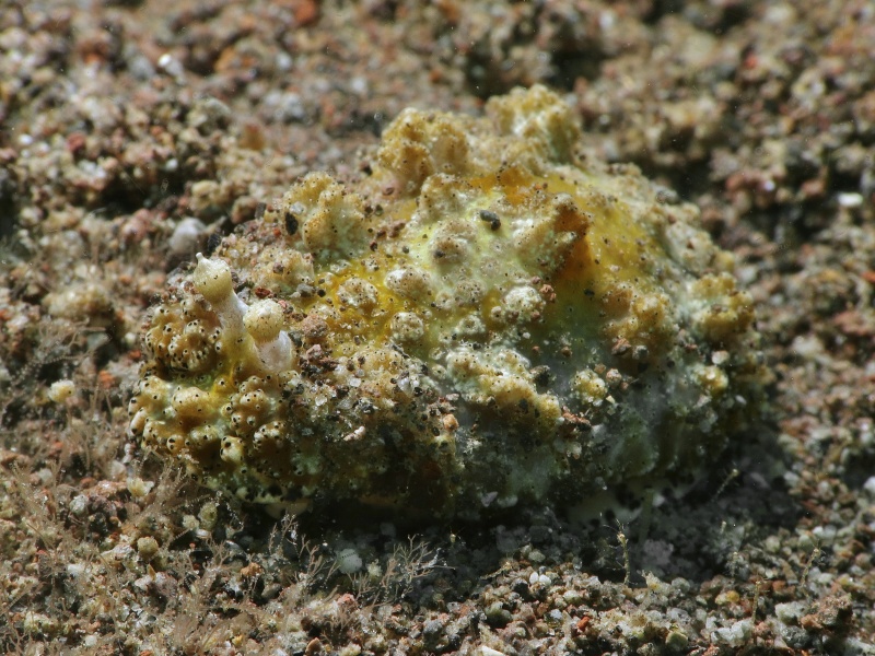 Dermatobranchus pustulosus