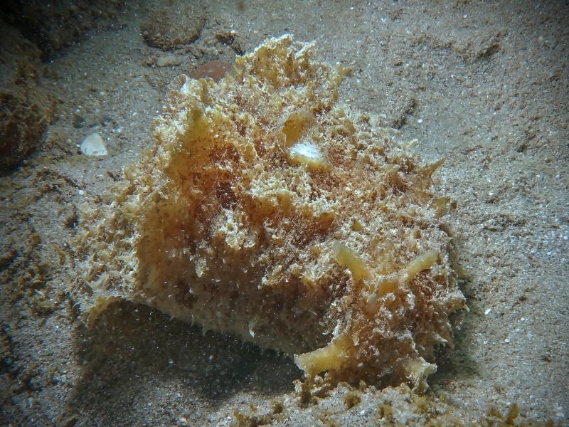 Dolabella auricularia 