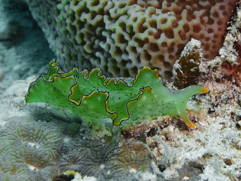 Elysia marginata