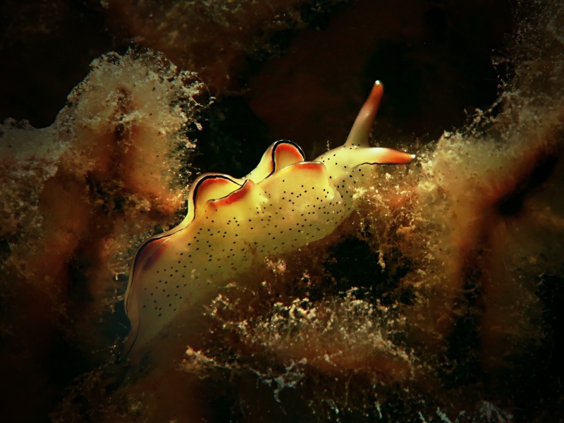 Elysia ornata