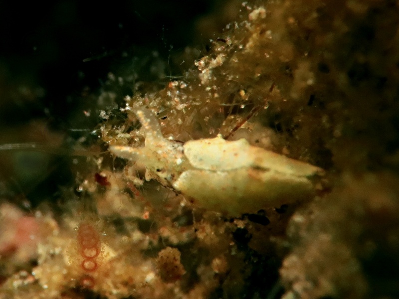 Elysia sp. 25
