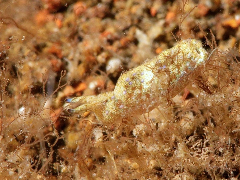 Elysia sp. 36
