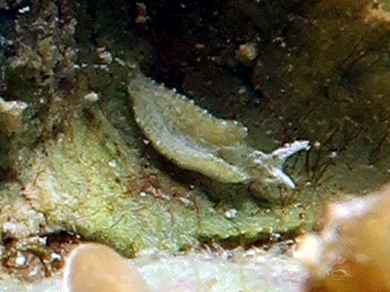 Elysia sp. C