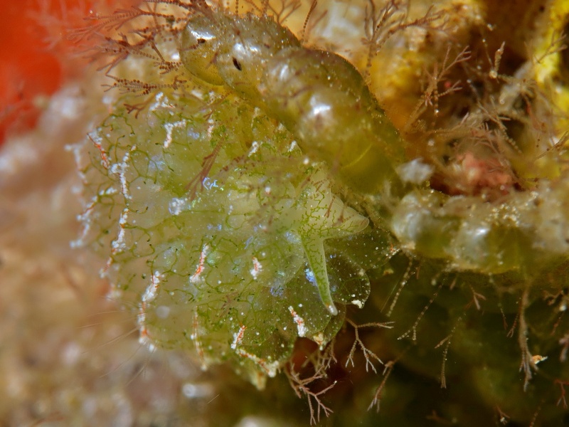 Ercolania cf. coerulea