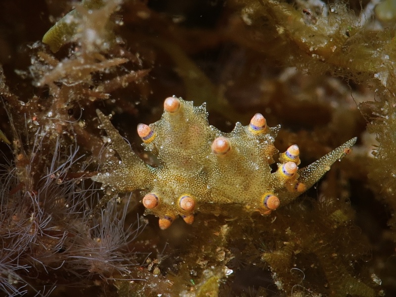 Eubranchus mandapamensis