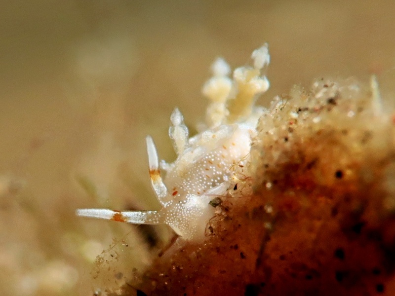 Eubranchus sp. 10