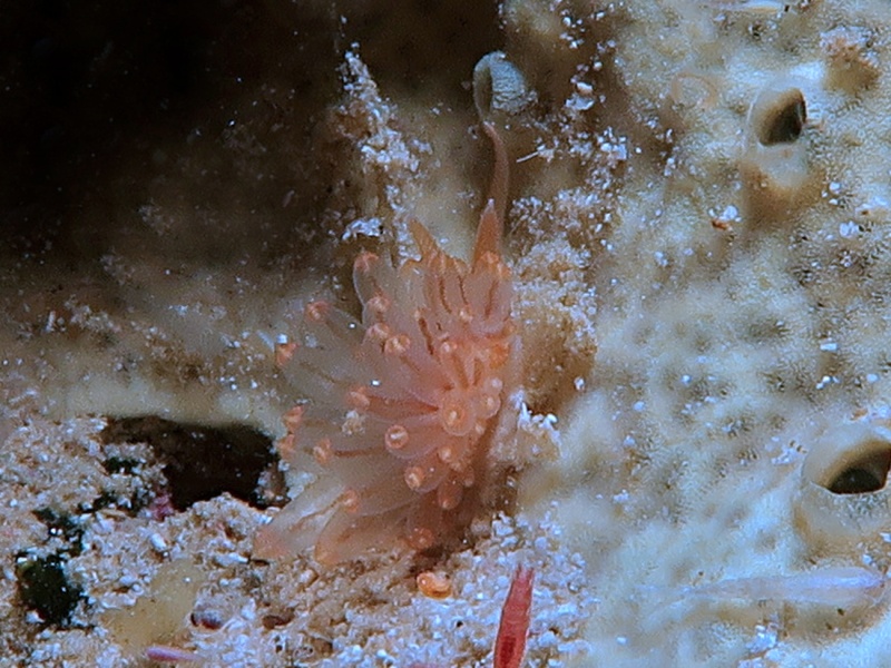 Eubranchus sp. 16