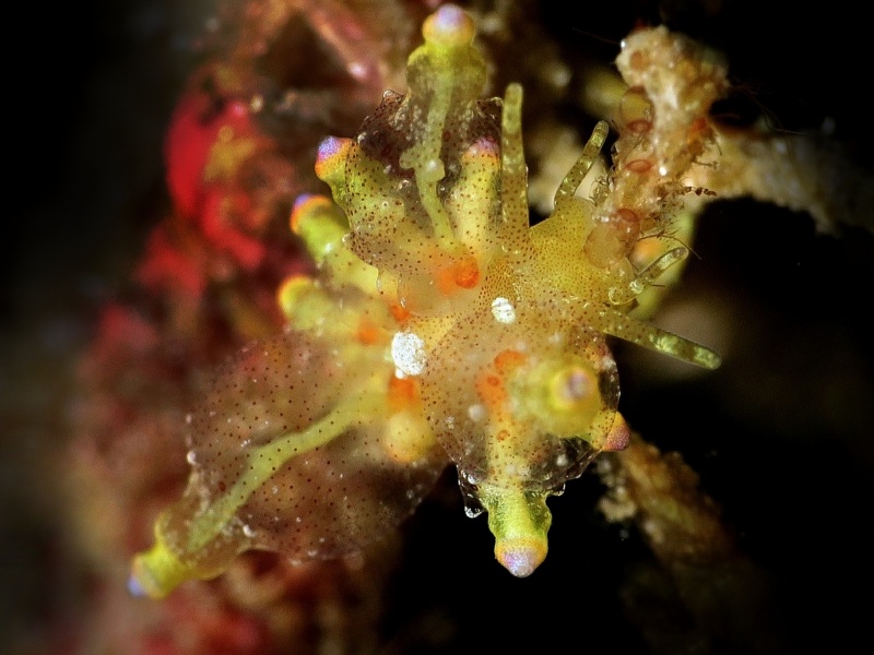 Eubranchus sp. 2
