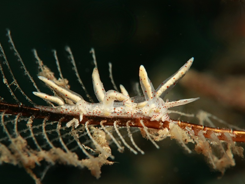 Eubranchus sp. 23