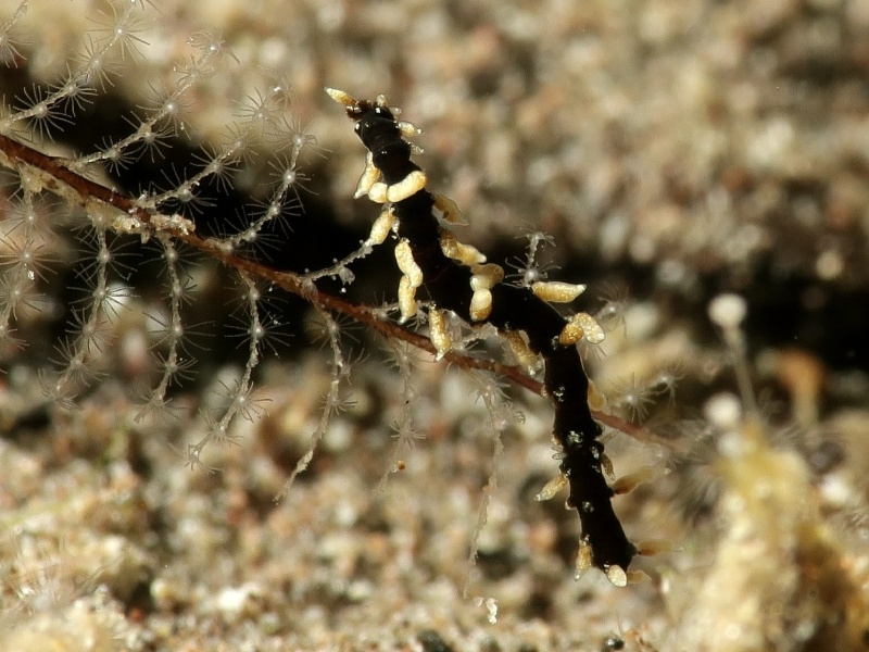 Eubranchus sp. 26