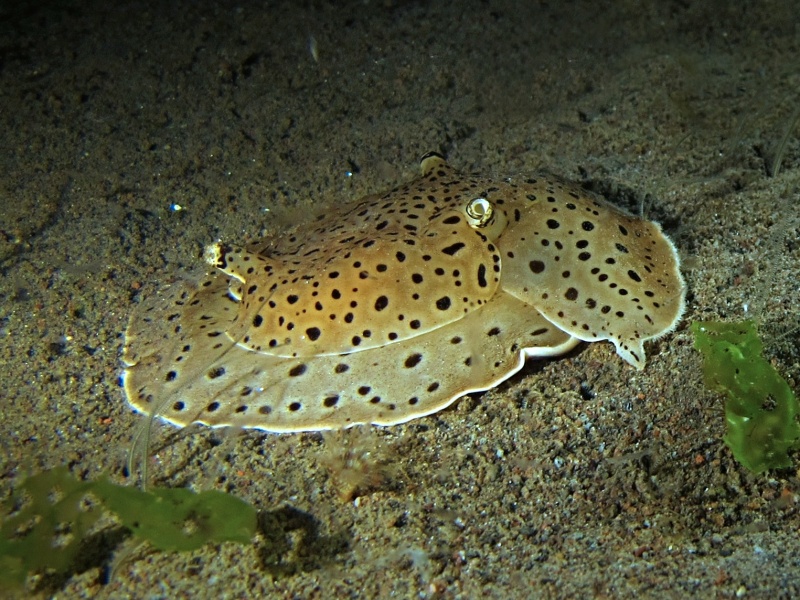 Euselenops luniceps