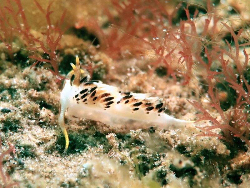 Facelina sp. 5 (2)