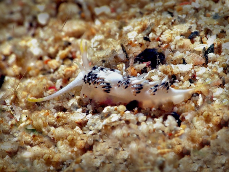Facelina sp. 5
