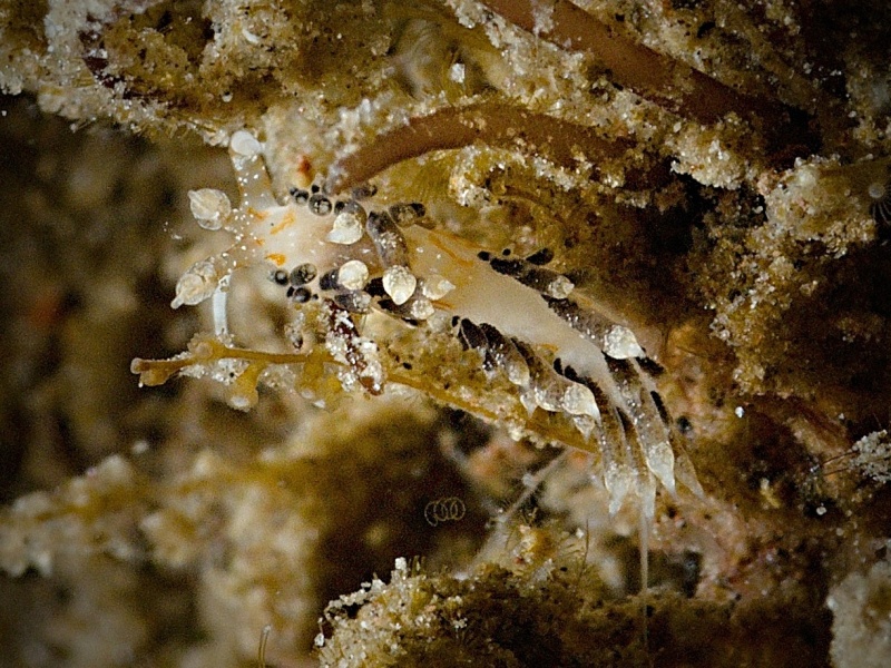Facellina bourailli