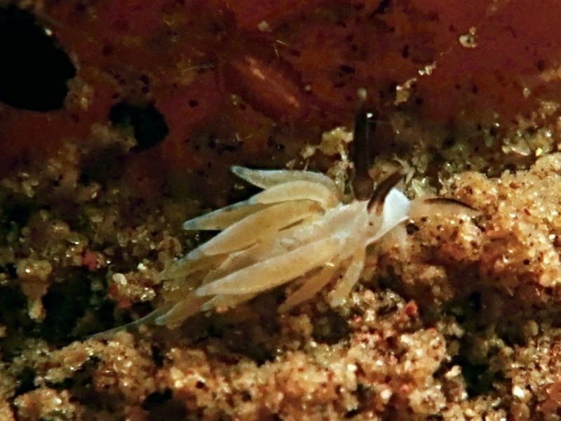 Favorinus sp. 12 
