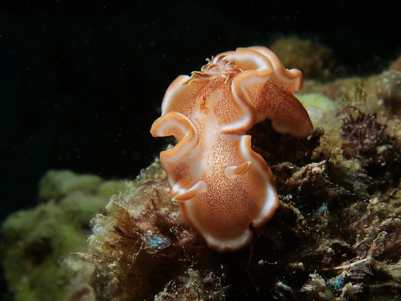 Glossodoris rufomarginata