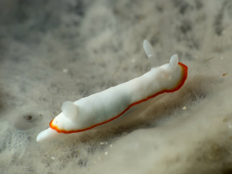 Goniobranchus albonares