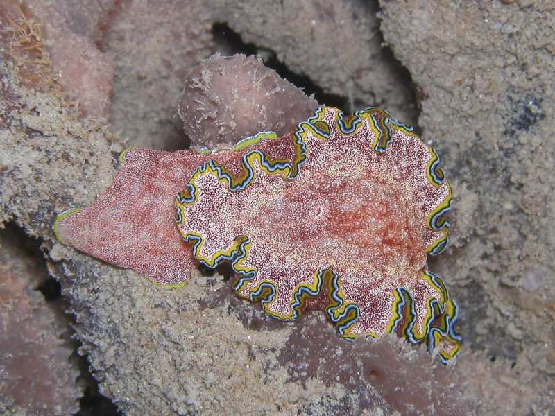 Goniobranchus albopunctatus