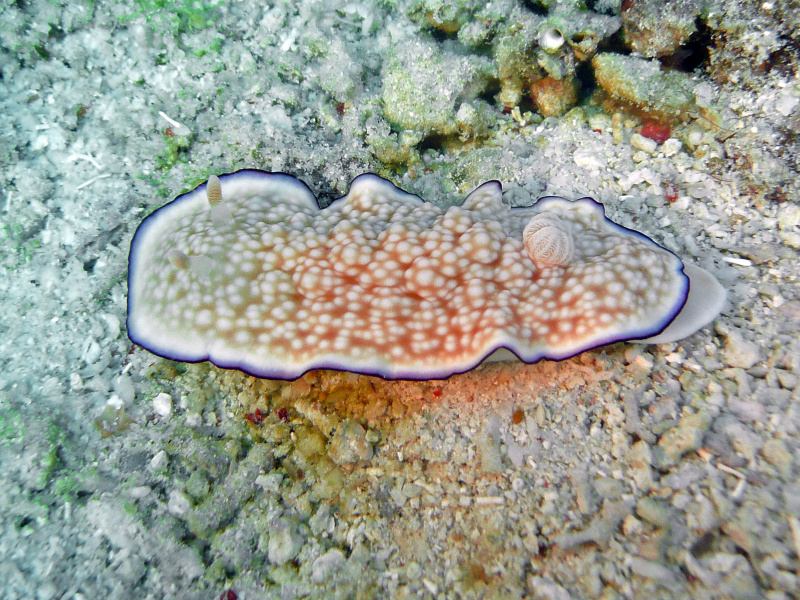Goniobranchus aureopurpureus
