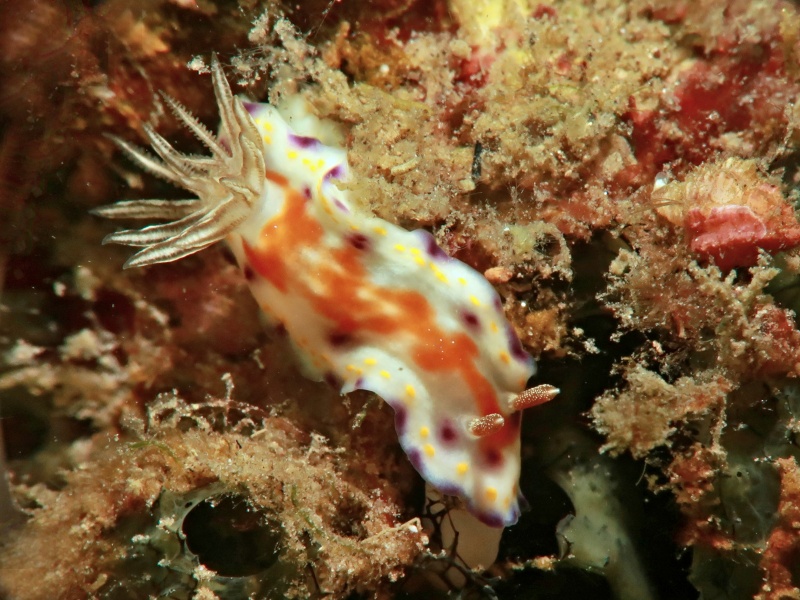 Goniobranchus collingwoodi