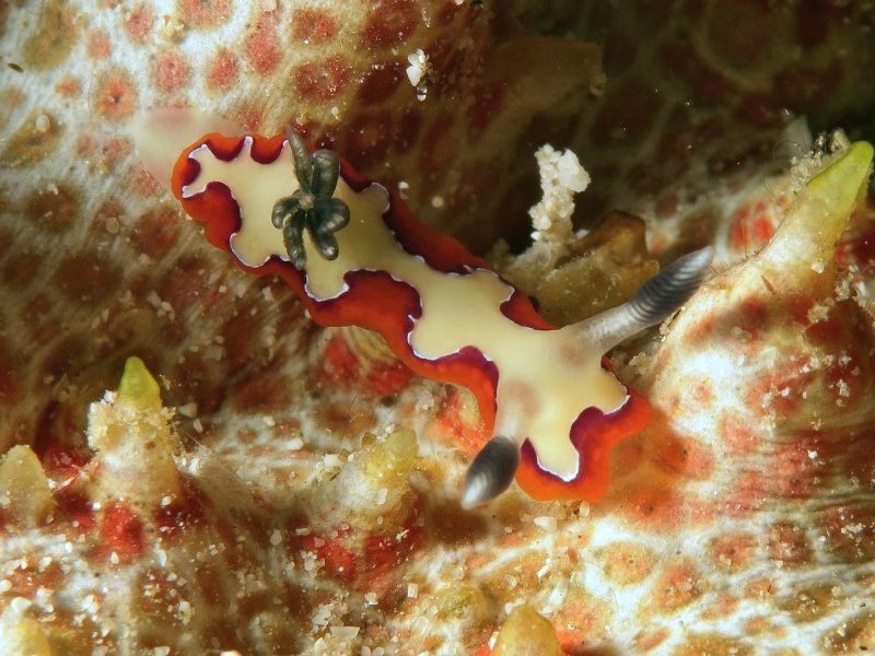 Goniobranchus fidelis